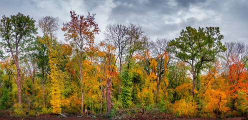 Hiking through dense woods as northern hemisphere jungle with many different plants in golden Autumn colors, panorama, with dramatic rainy sky.