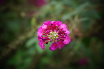 Butterfly bush flower