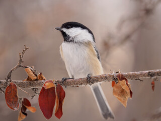 a chickadee bird on a tree in Calgary park © Tread-Lite