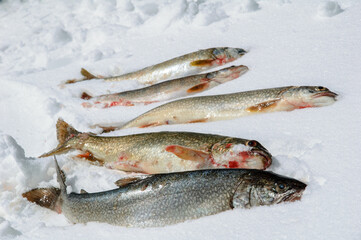 wild caught trout on snow
