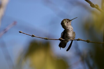 hummingbird on a branch