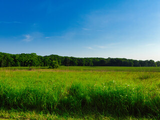 Summer Landscape View of Prairie Meadow Along Forest Line with Vibrant Green Color with Bright Blue Sky in the Background