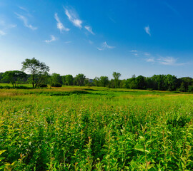 Summer Landscape View Prairie Meadow with Vibrant Green Foliage with Forest in Background and...