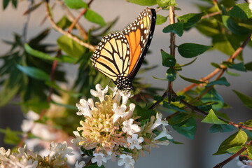 monarch butterfly on a flower