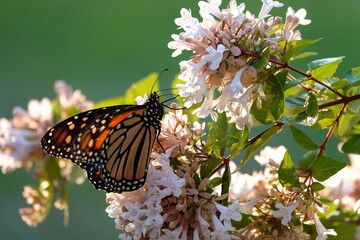 butterfly on flower