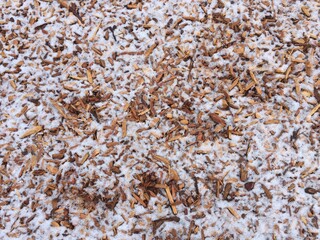 Wooden bark chips closeup. Decorative wood chips texture. Natural material pattern of yellow wooden pieces of tree bark. Full filled frame picture. View from above. Snow on wooden chips.
