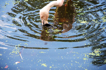 Image of a Chileflamingo, Phoenicopterus chilensis