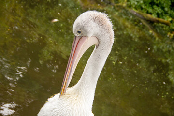 side view from an Australian pelican, scientific name Pelecanus conspicillatus
