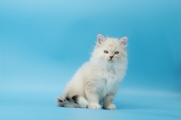 Kitten on a blue background