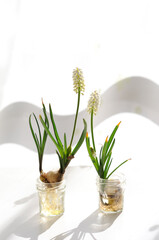 陽射しとコデマリの花