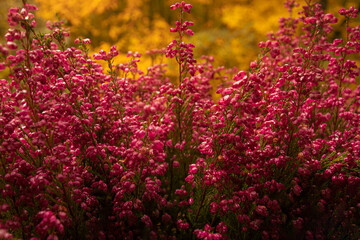 Herbstblumen Erika Heidekraut Dekoration