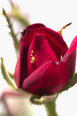 An aphid infestation affecting a rose bush