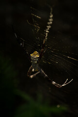 spider on a web