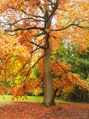 Colorful oak tree in autumn