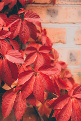 red autumn leaves of five-leafed liana on a brick wall. background. toned
