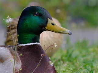 close up of duck in the park - 387479725