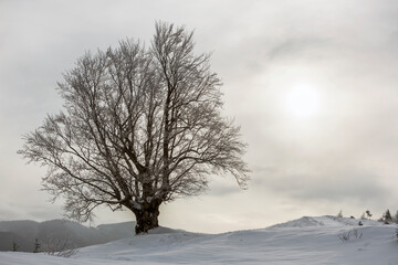 Winter black and white landscape with big tree in deep snow on cold sunny day on copy space background of cloudy sky.