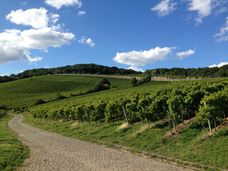 Fototapeta na wymiar vineyard in the summer countryside