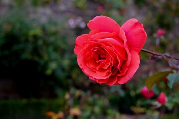 red rose in garden - 387479763