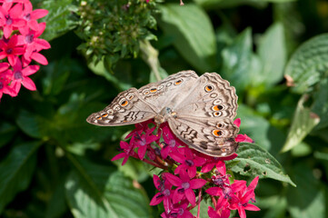 White Peacock butterfly sipping nectar from flower