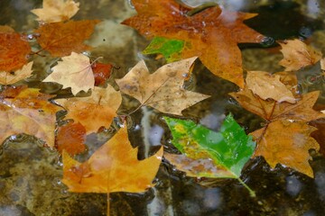 autumn leaves on water - 387479796