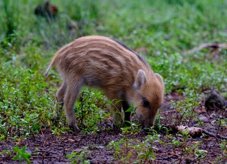 young wild boar in the forest - 387479962