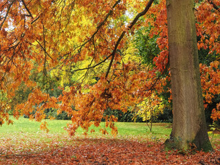 Colorful oak tree in autumn