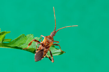 Western conifer seed bug on green plant with plain green background