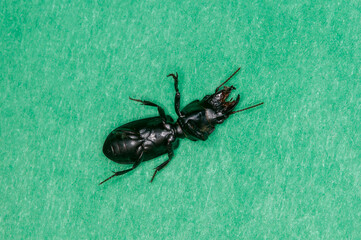 Bottom view of Pedunculate Ground beetle on green background