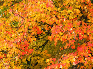 Colorful maple tree in autumn