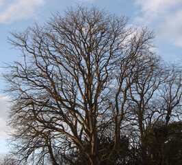 During the fall and well into winter the deciduous trees are stripped down until spring
