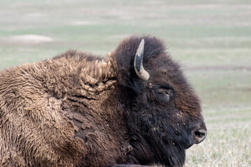 American Bison sleeping on the prairie.in the Badlands