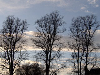 During the fall and well into winter the deciduous trees are stripped down until spring