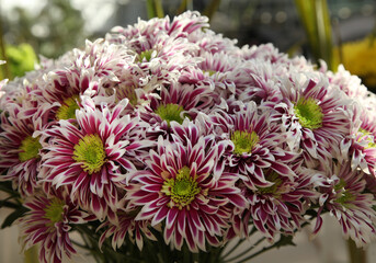 chrysanthemum flowers