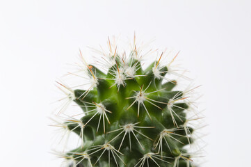 Cactus with thorns in a pot on a white background