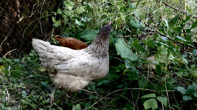 Deux poules.