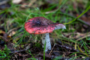 Pilze