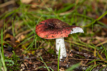 Pilze