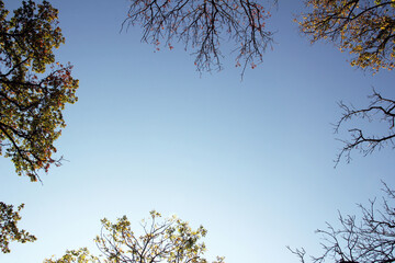 Silhouette of fall colorful branches around edge with blue sky in center and copyspace for text, bottom view. View from below on the treetops in the autumn forest.