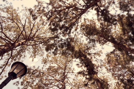 bosque de pino en tono cepia con rayos del sol