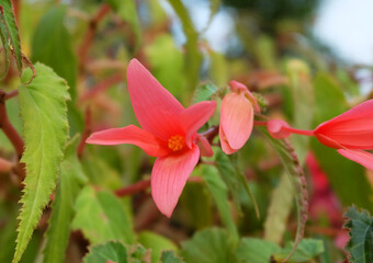 Ornamental flowering plant Begonia boliviensis in a flowerpot in the park, macro photo, in-frame focus, blurred background, horizontal orientation