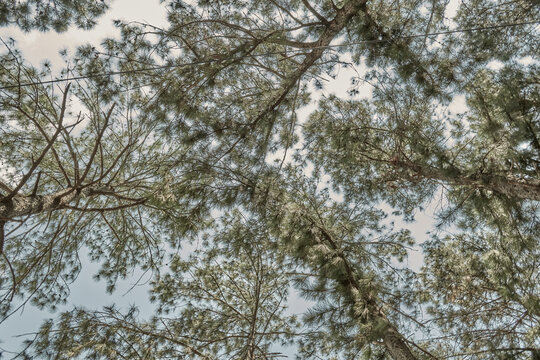 ramas de pino verdes con tonos cepia