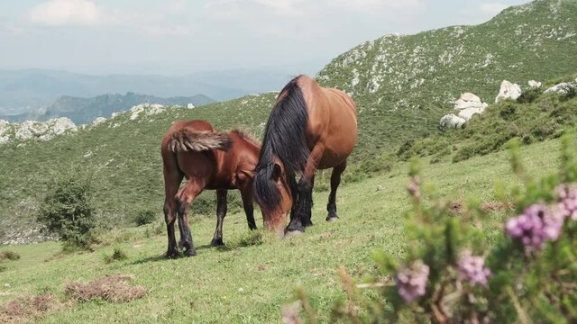 Two wild horses grazing in the mountains of Asturias. The mare is nursing her calf. Slow motion.