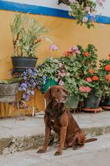 Perro caf&eacute; y floreros posando