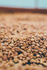 Granos de caf&eacute; seco