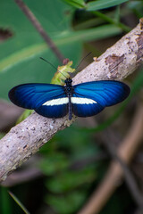 Mariposa azul reposada en una rama