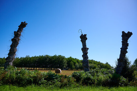 Heuballen und drei B&auml;ume