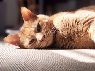 床に眠そうに横たわる茶トラ猫