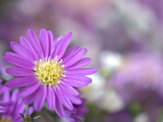 Closeup pink petals of purple Tatarian aster tataricus daisy flower plants in garden with blurred background ,macro image ,sweet color for card design