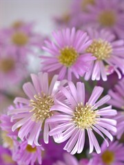 Closeup pink petals of purple Tatarian aster tataricus daisy flower plants in garden with blurred background ,macro image ,sweet color for card design